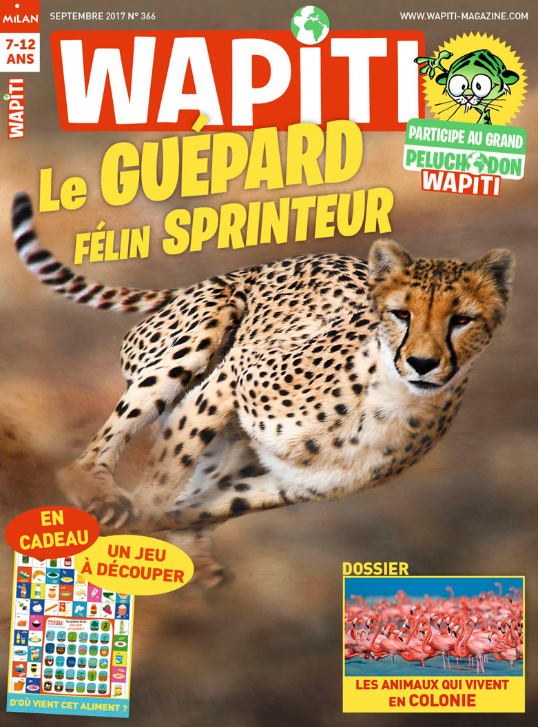 Wapiti guépard sprinter