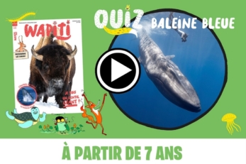 Quiz Wapiti Baleine Bleue